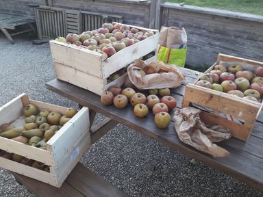 Une petite récolte de pommes (et quelques poires) !